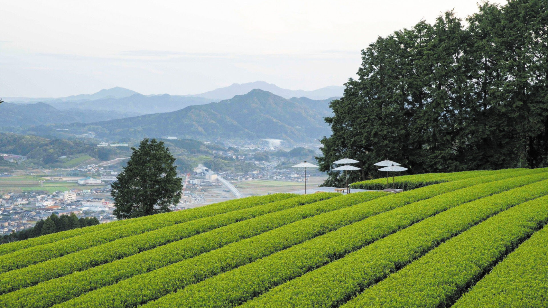 日本を代表する高級銘茶「嬉野茶」の茶畑
