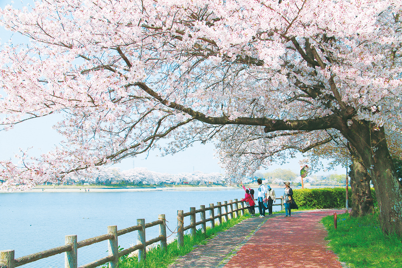 “花のまち・しもつま”砂沼広域公園の桜