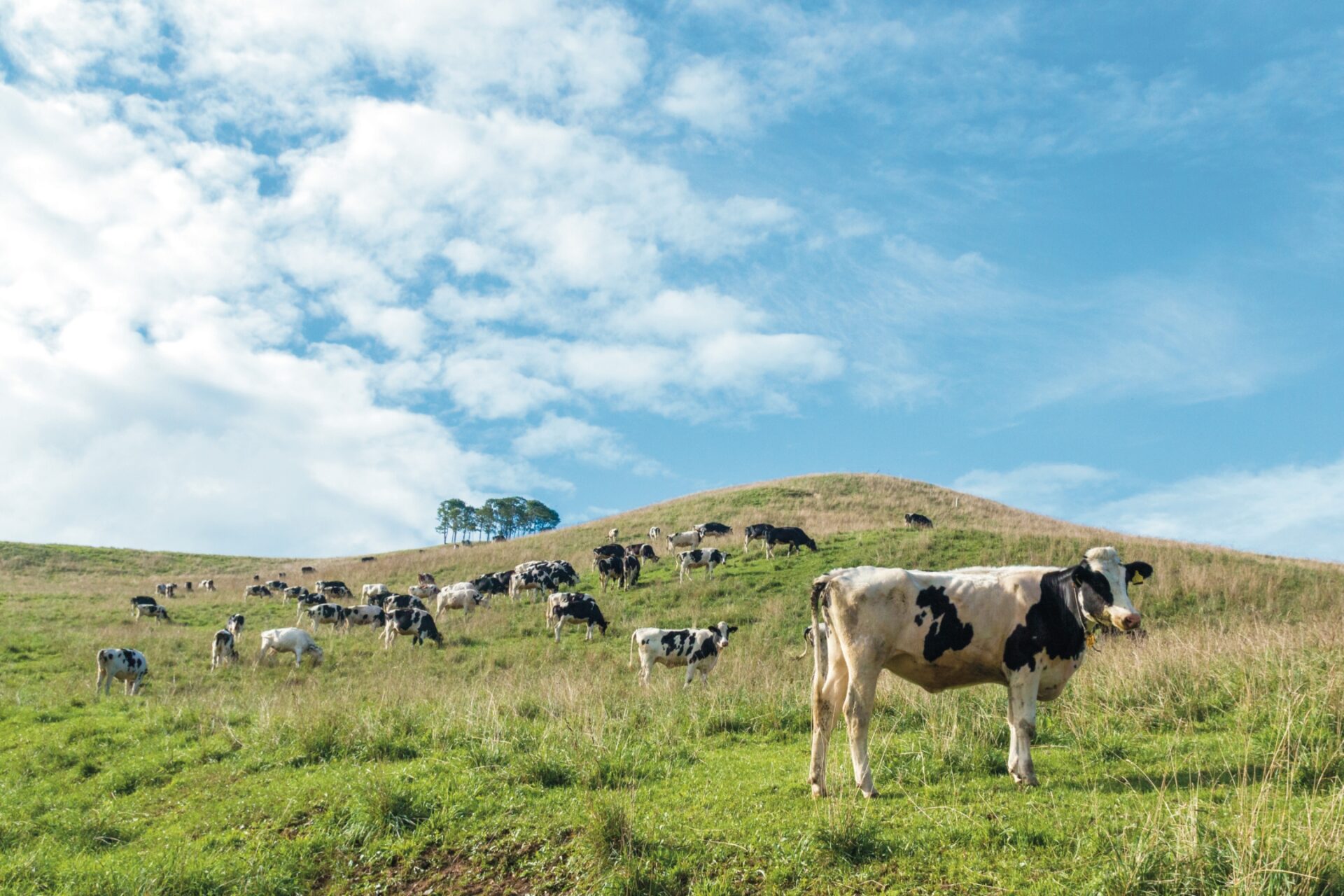 佐呂間町では約8000頭の乳牛を飼育