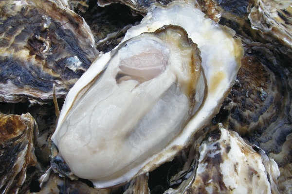 サロマ湖産殻付き牡蠣
