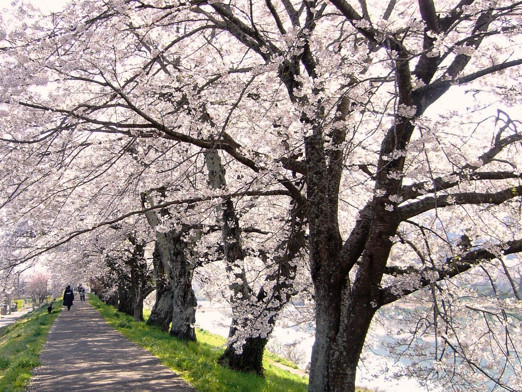 樹齢100年の桜の下に佇めば、そこはまさに桜のトンネル