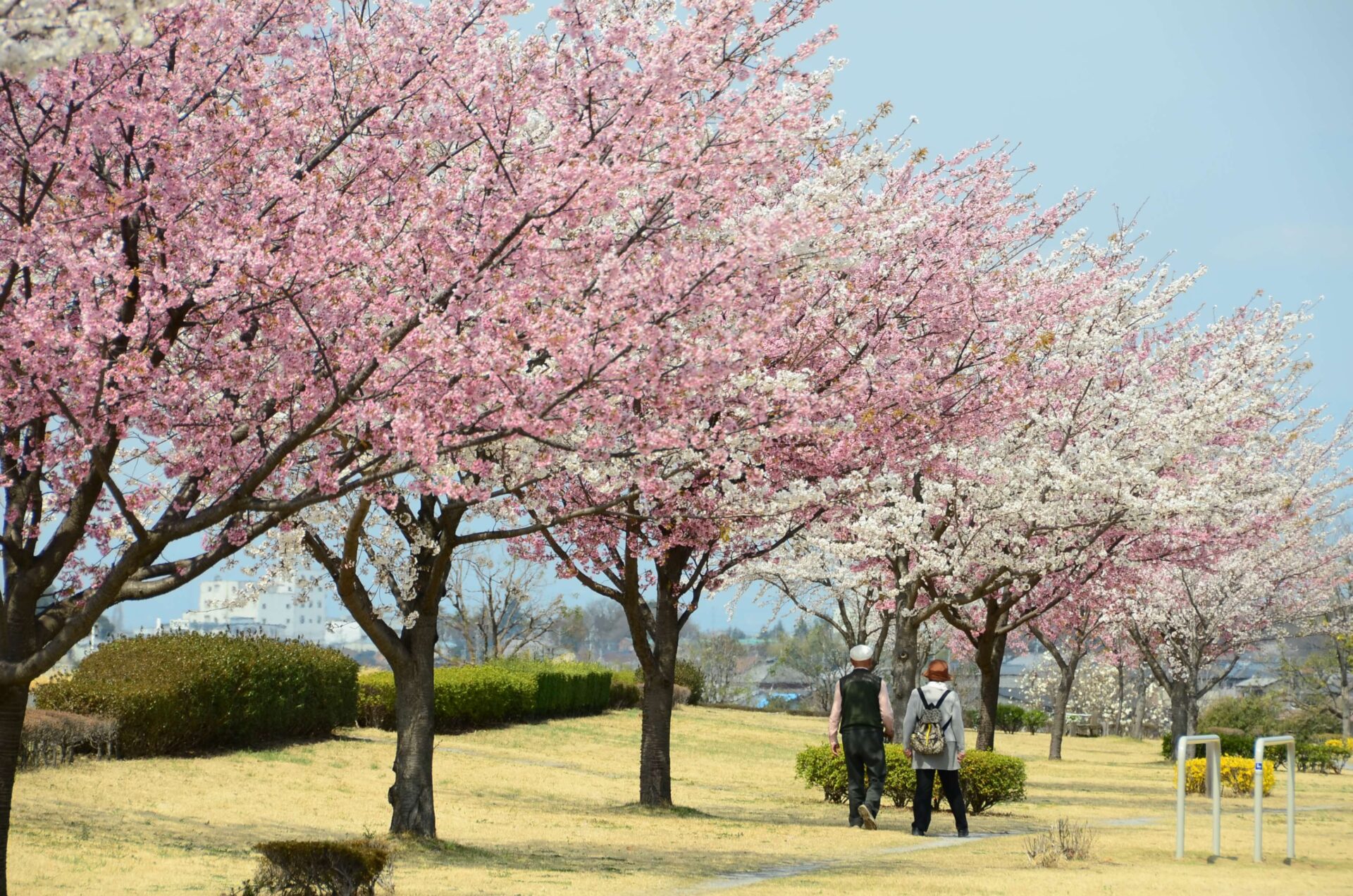 利根川沿いに広がる桜