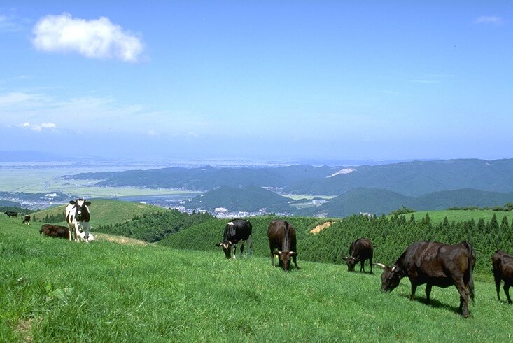 5月中旬頃から10月下旬頃までの間、放牧された牛を見ることができる上品山