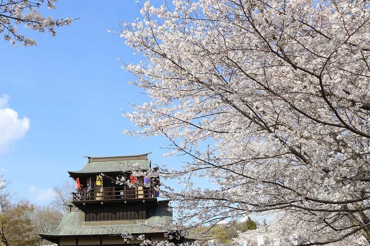 逆井城跡公園と満開の桜