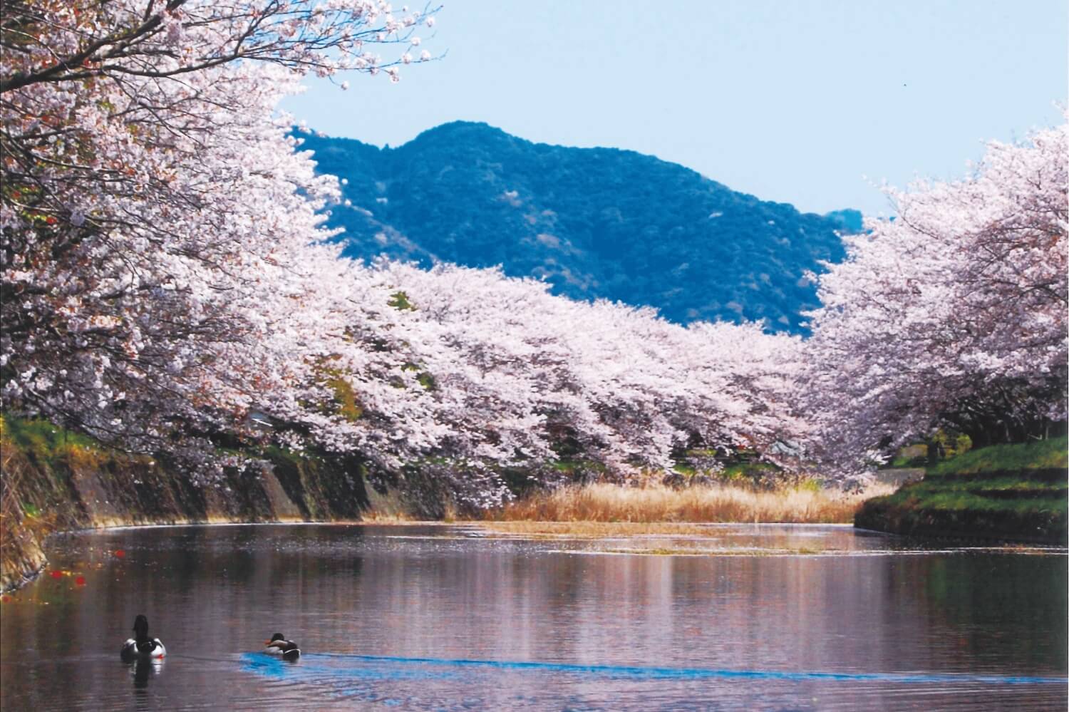 優雅に咲き誇る猪野川沿いの桜並木