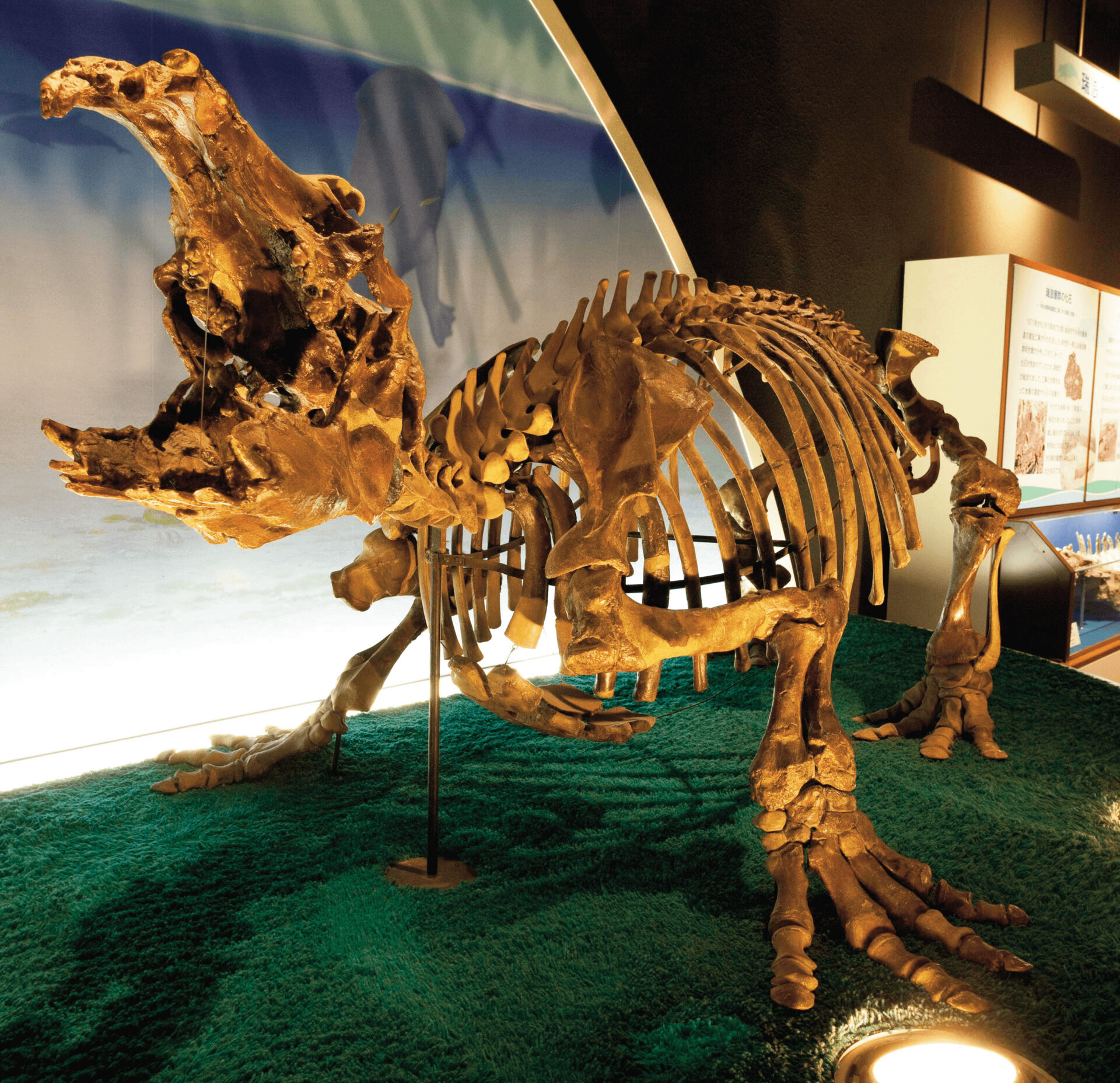 化石博物館展示室入口には海生哺乳類パレオパラドキシアの骨格が展示