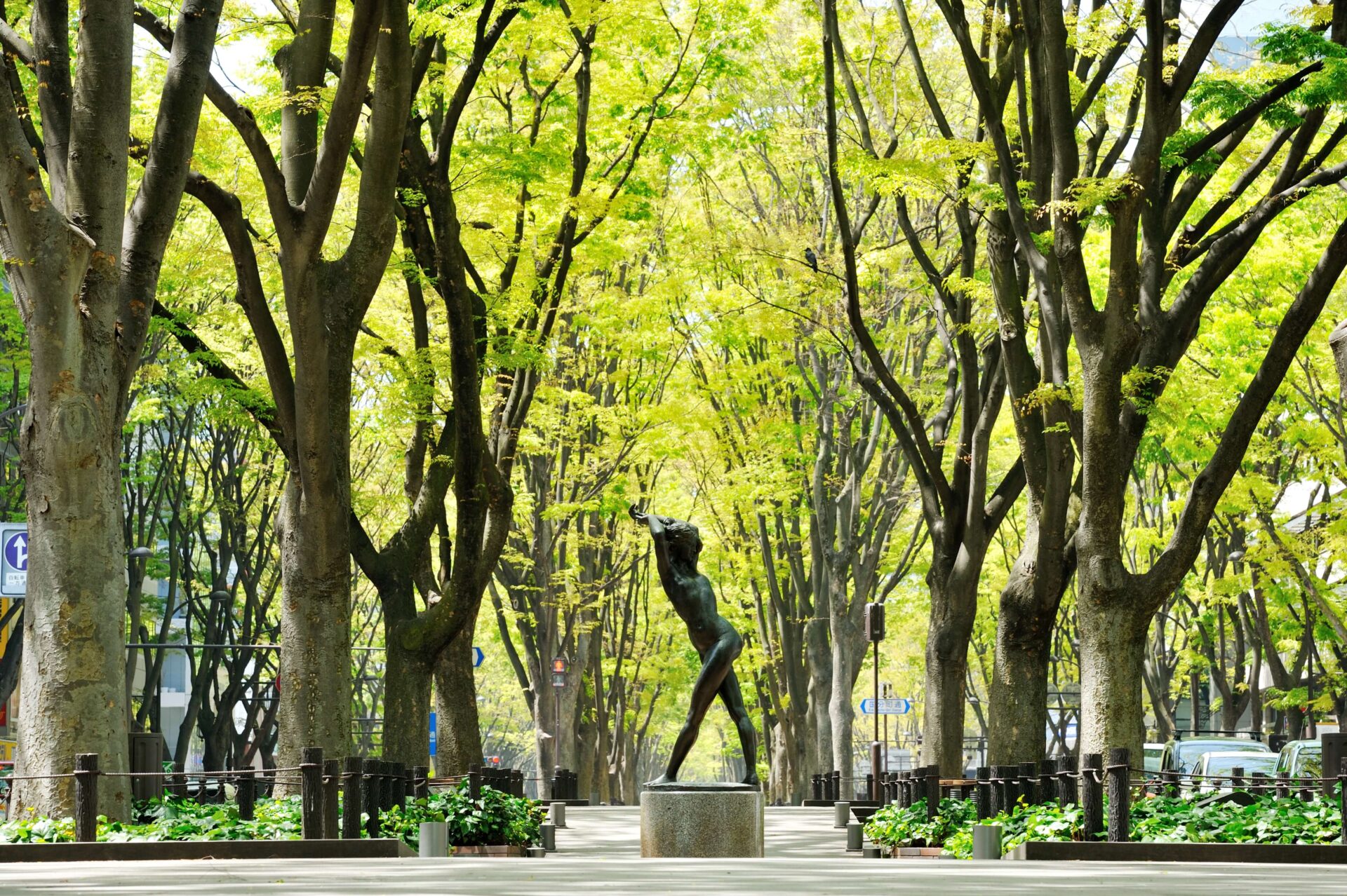 仙台市の象徴でもある定禅寺通りⓒcity of sendai