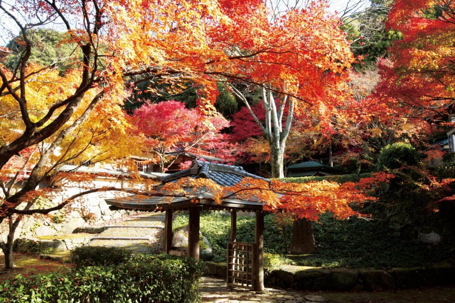 無造窯・紅葉