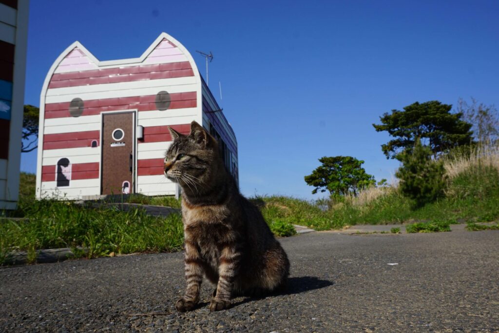 田代島、別名「猫の島」の猫ロッジと猫