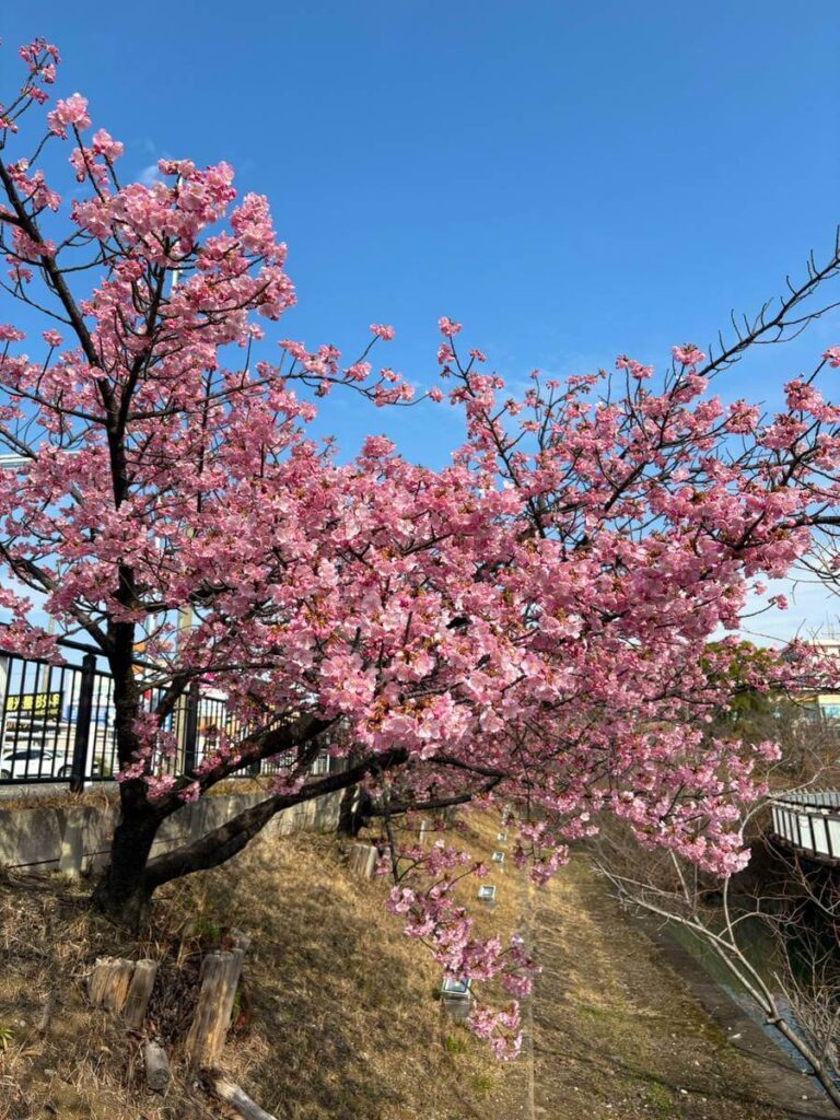 「河津桜」が美しい二ツ池公園では桜まつりが開催される