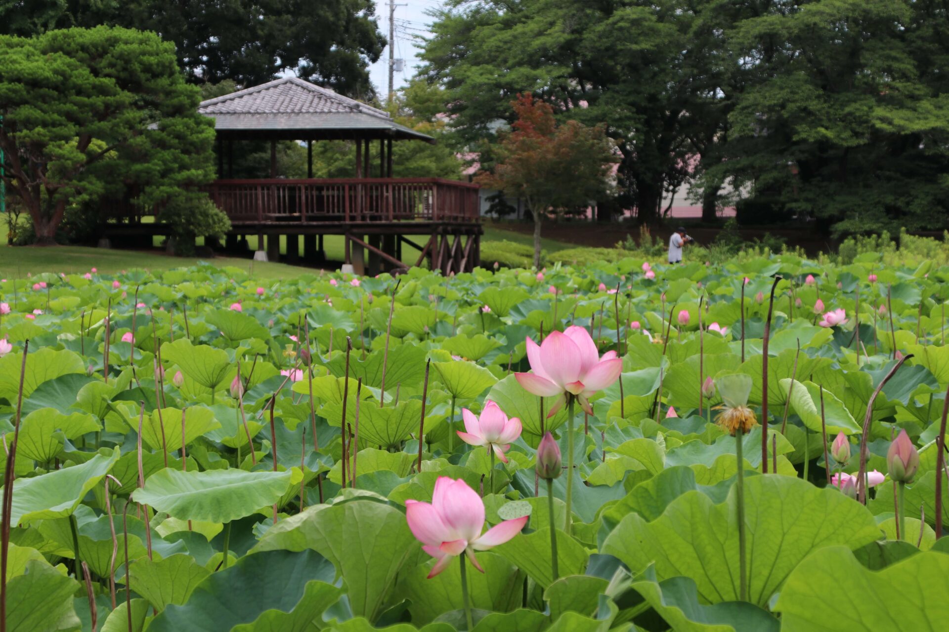 八坂公園の蓮池