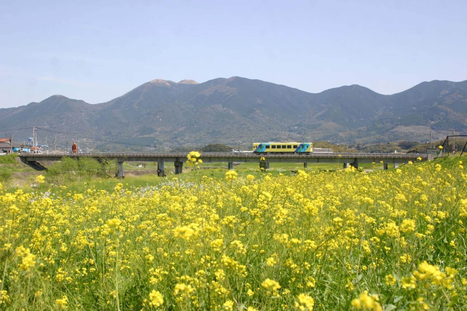 菜の花＆へいちく