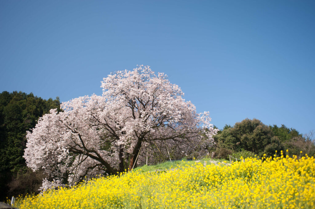 嬉野市天然記念物、樹齢100年の納戸料の百年桜