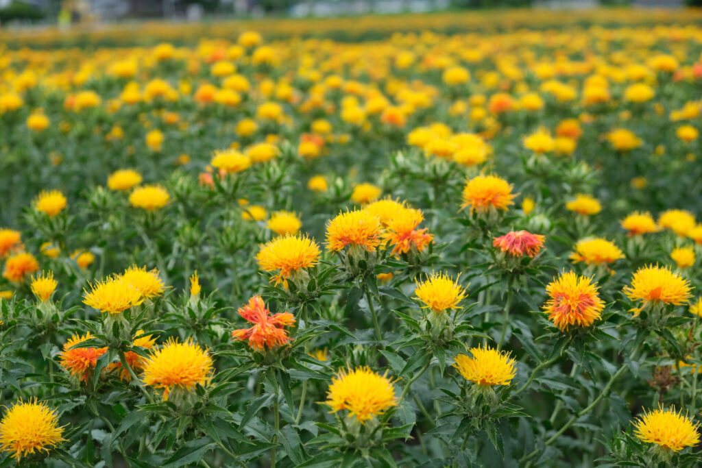 紅花