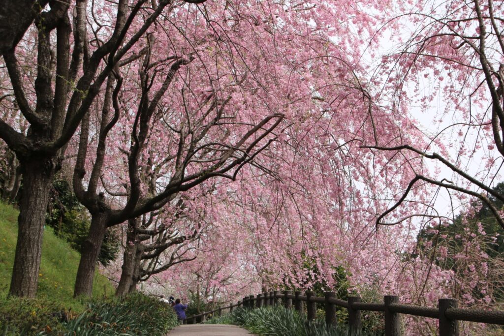 桜まつり