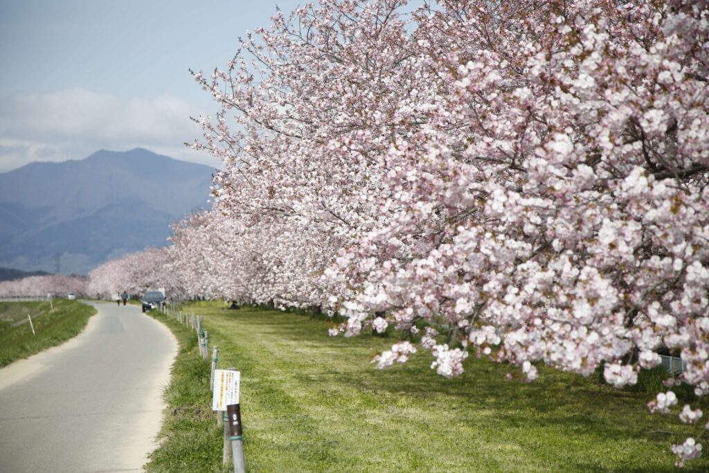 千曲川の桜堤