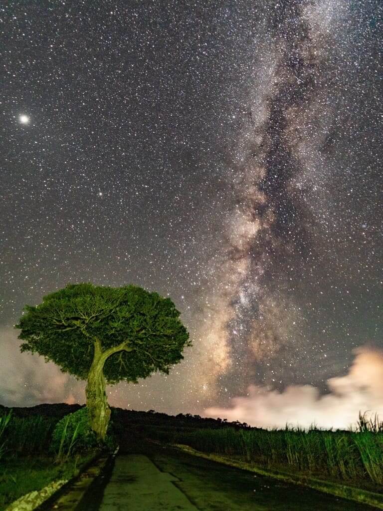 ガジュマルと星空