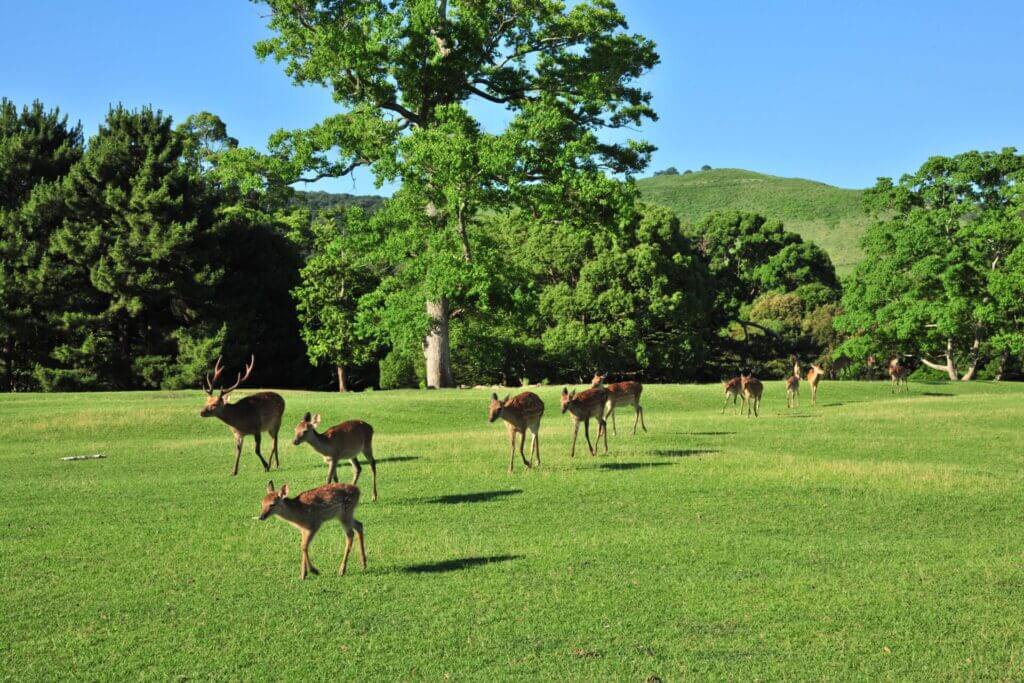 奈良公園と鹿