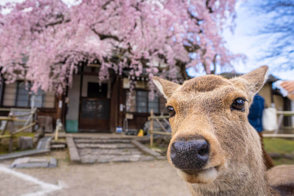 桜と鹿