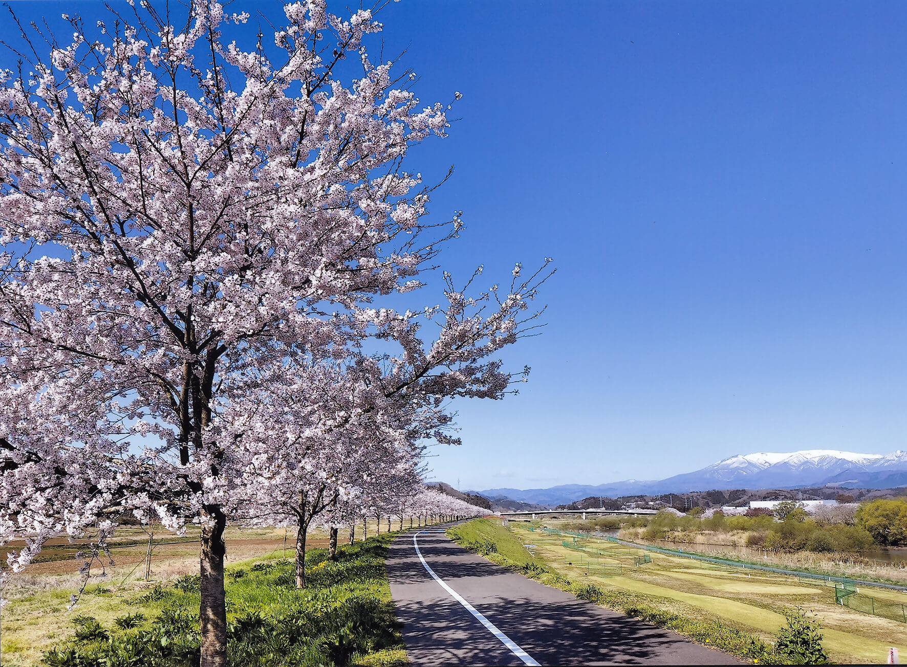 おおがわら桜ライン