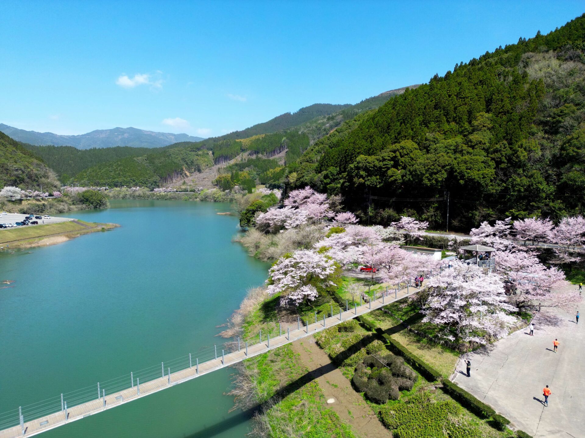 市房ダム湖にかかる吊り橋と桜