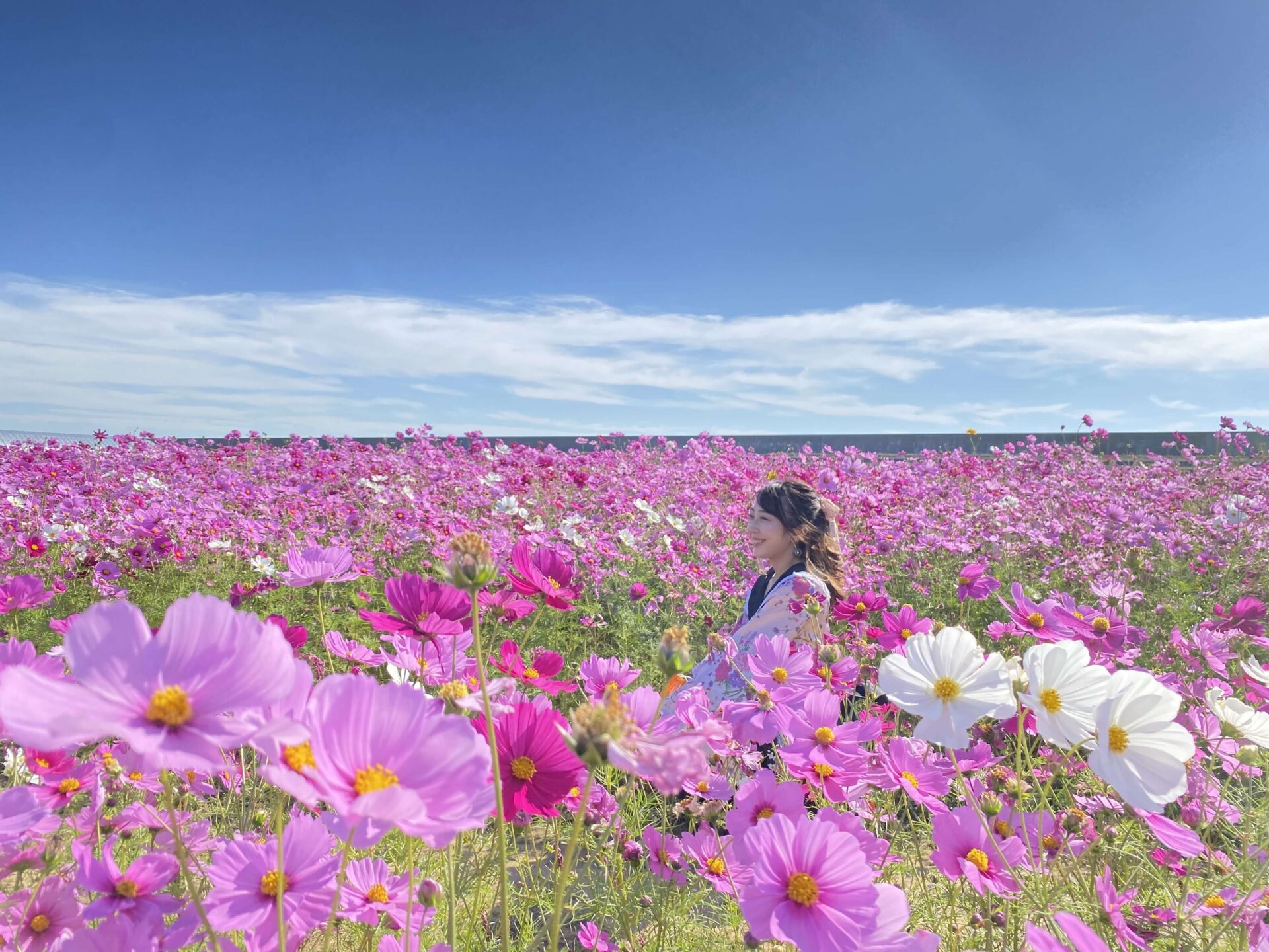 花の海_ コスモス畑