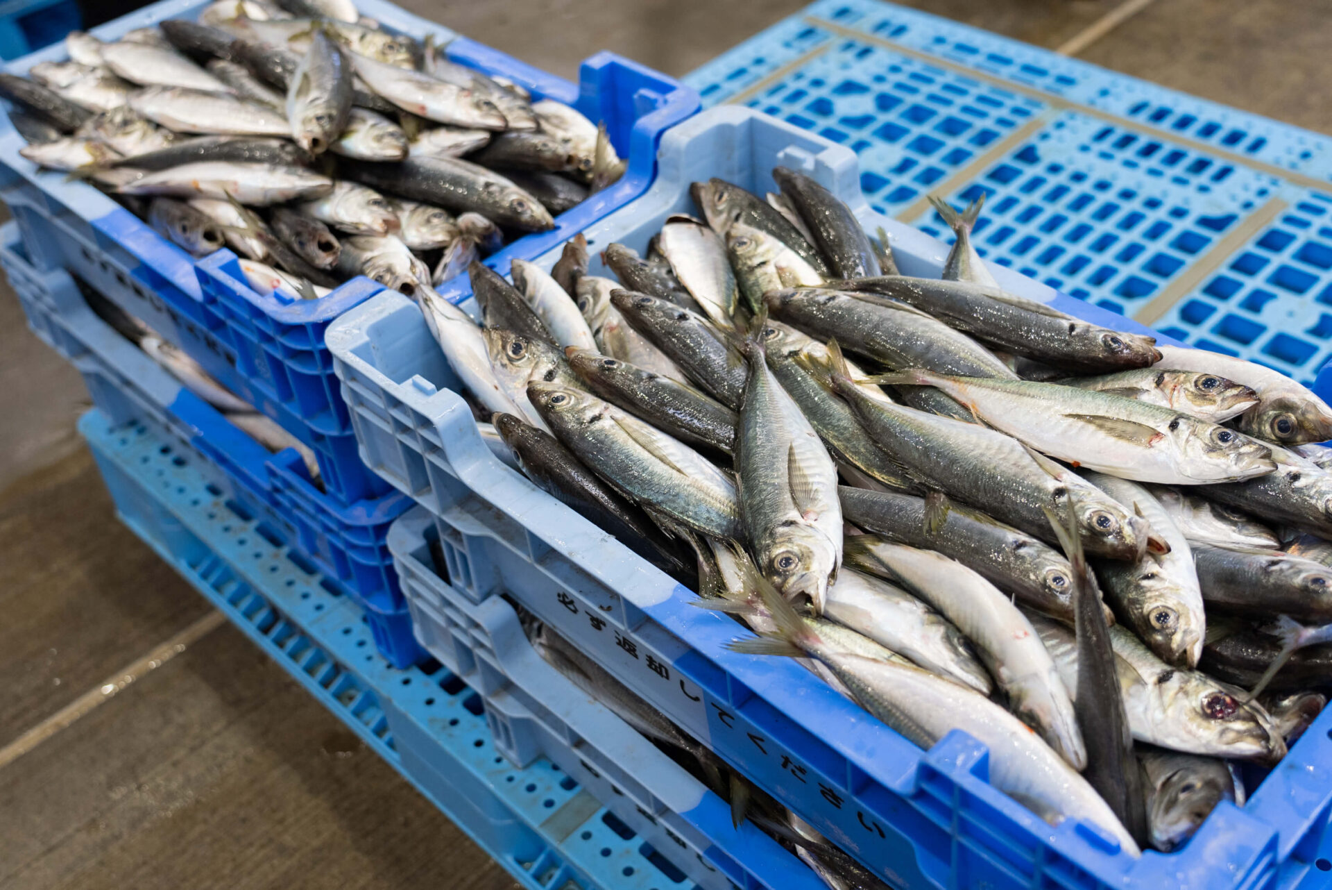 松浦魚市場