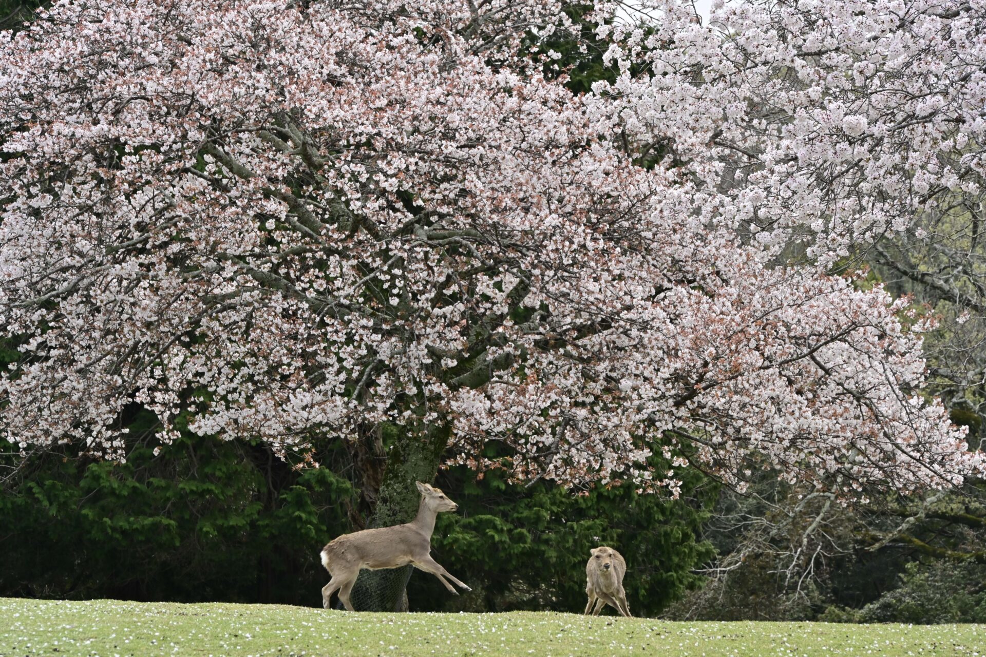 奈良公園は桜の名所でもある
