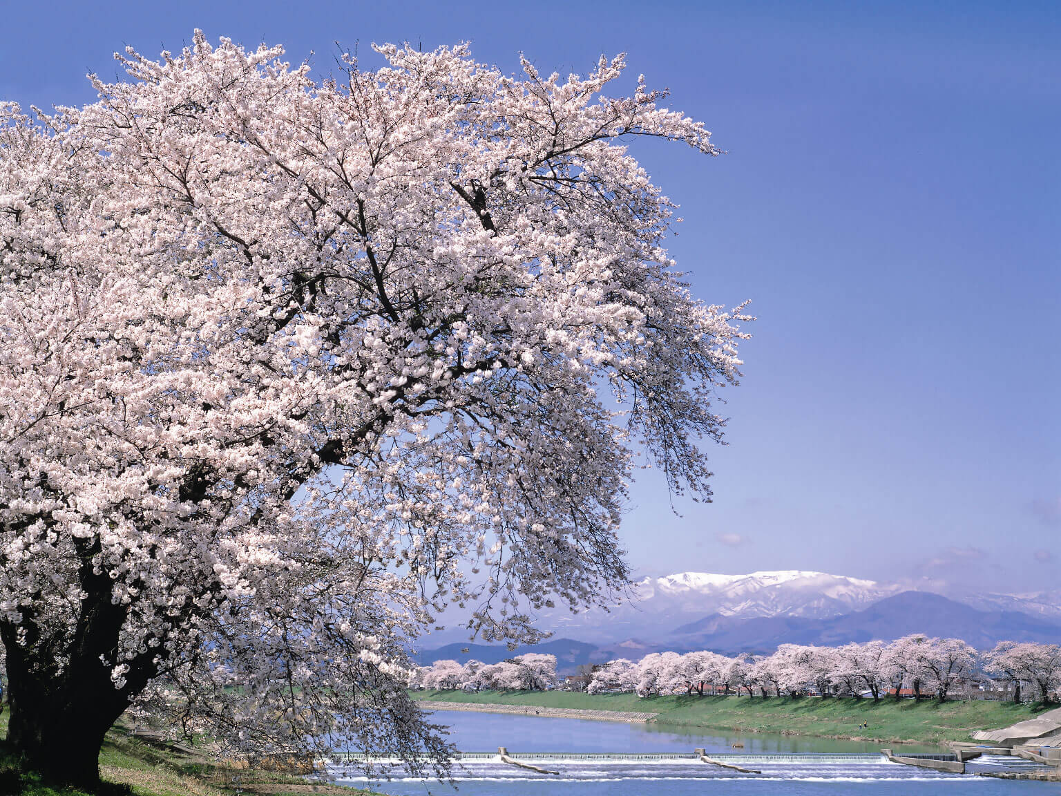 一目千本桜を眼前に、足元に、白石川の清流、遠くに蔵王連峰を望む