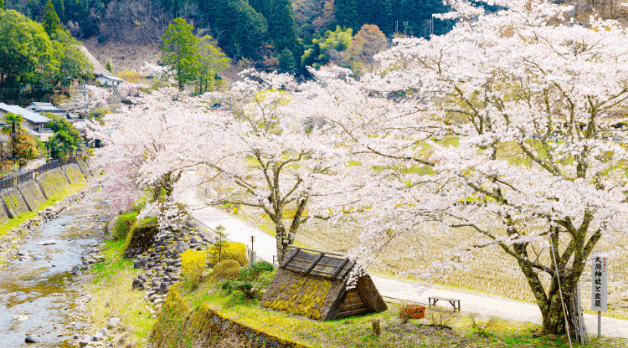 市内には、桜の名所が複数