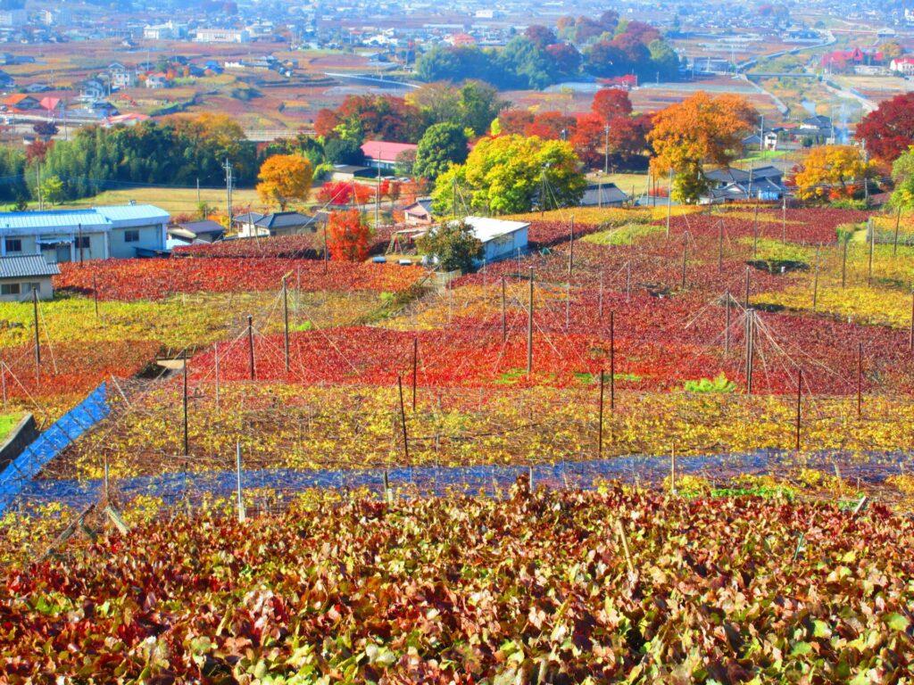 世界農業遺産に認定「峡東地域の扇状地に適応した果樹農業システム」の風景
