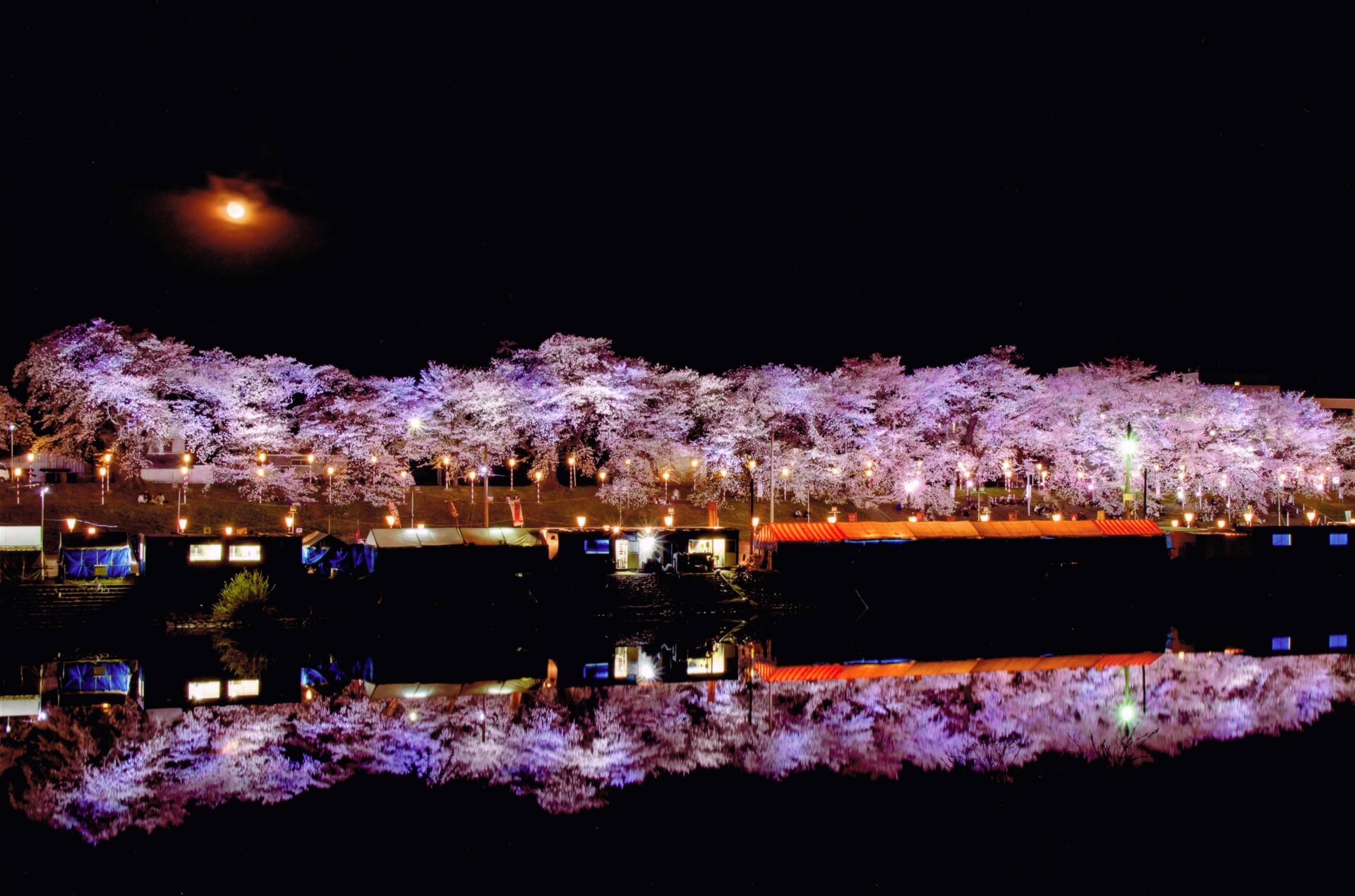 夜の一目千本桜は幻想的な美しさ