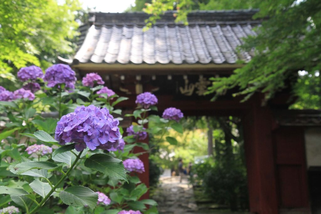 紫陽花まつり