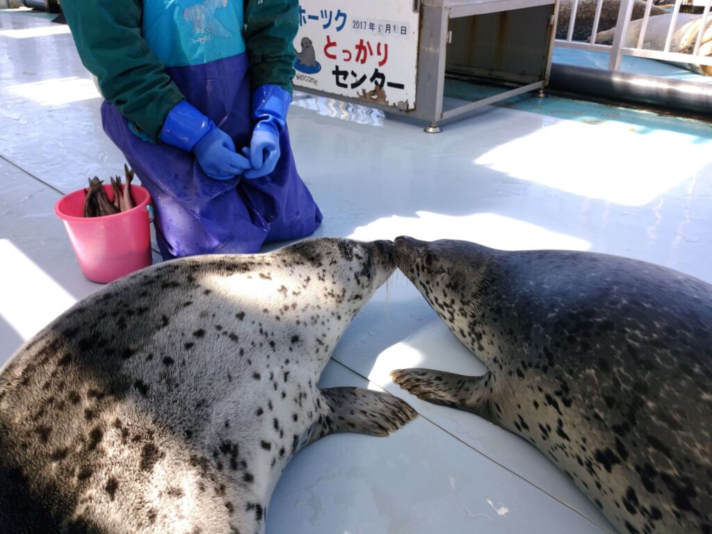 アザラシ