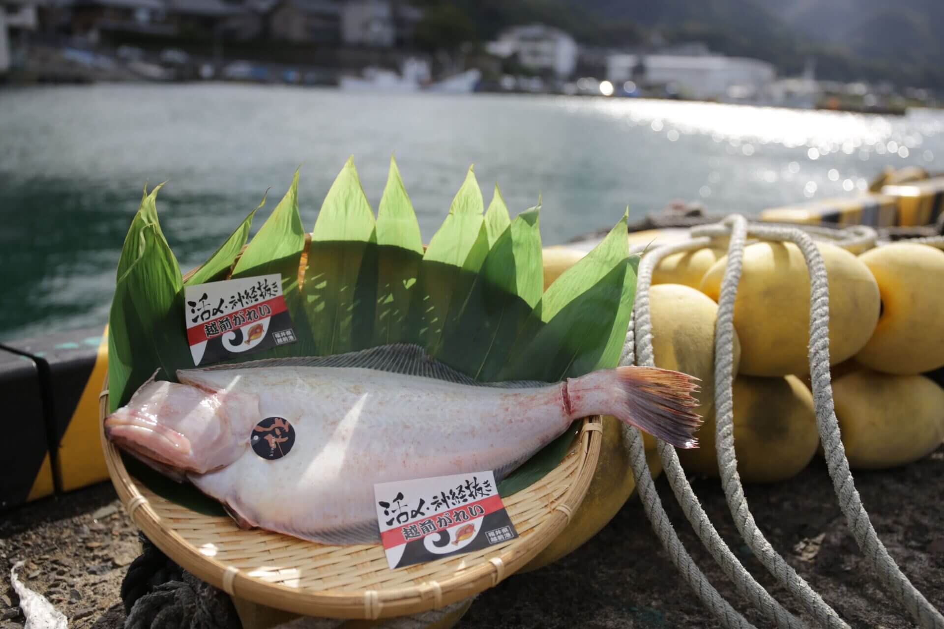 越前ガレイ 極