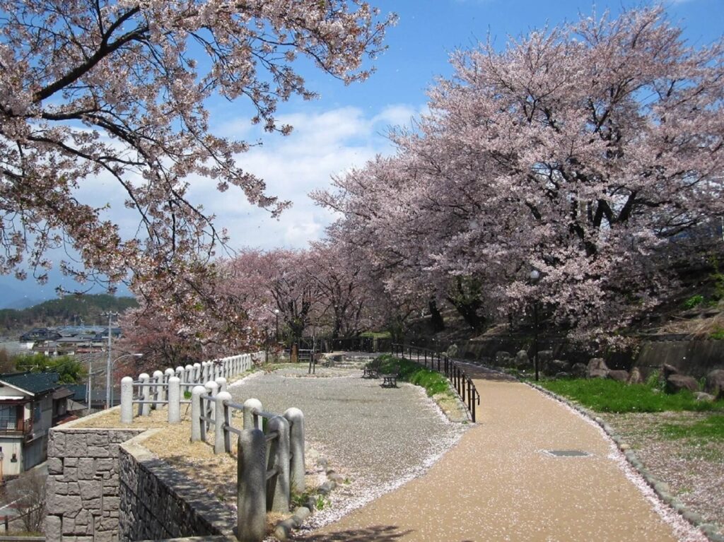 甚六桜