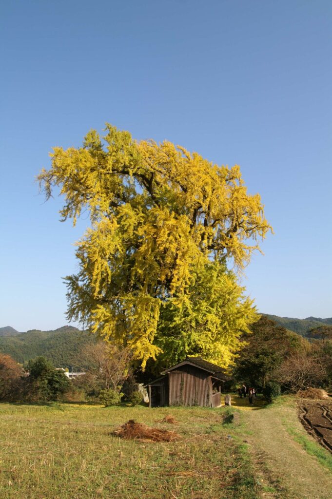 内野大イチョウ