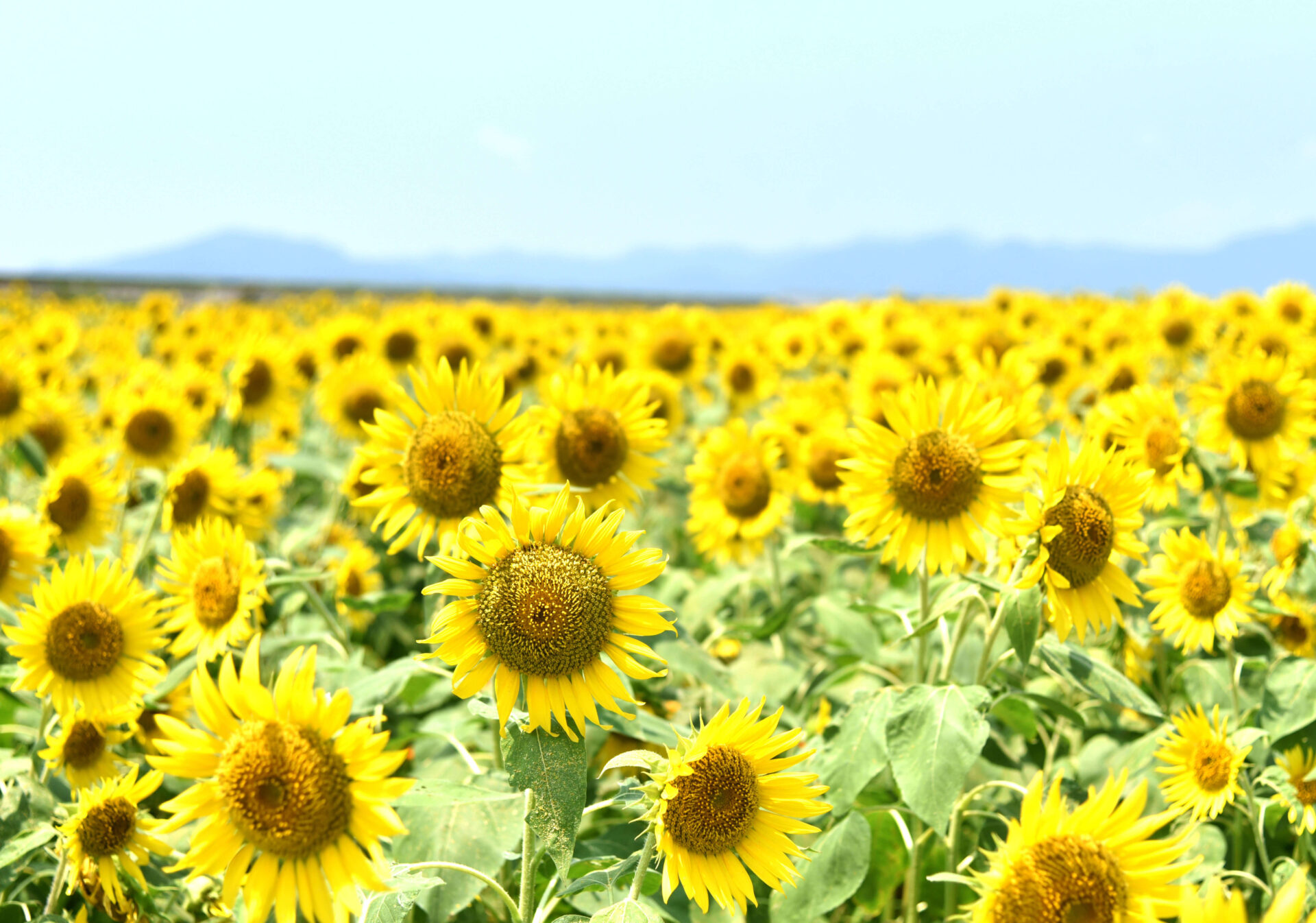 花の海_ヒマワリ畑
