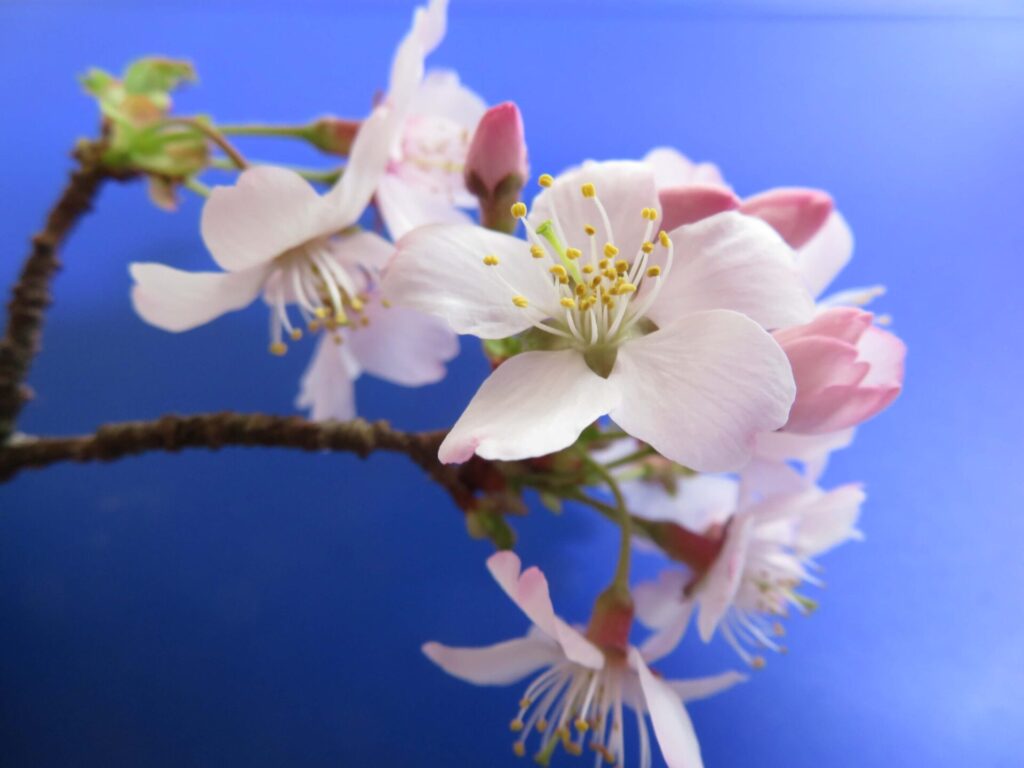 千本桜の新しい100年のスタートを記念し誕生した新品種「おおがわら千年桜」