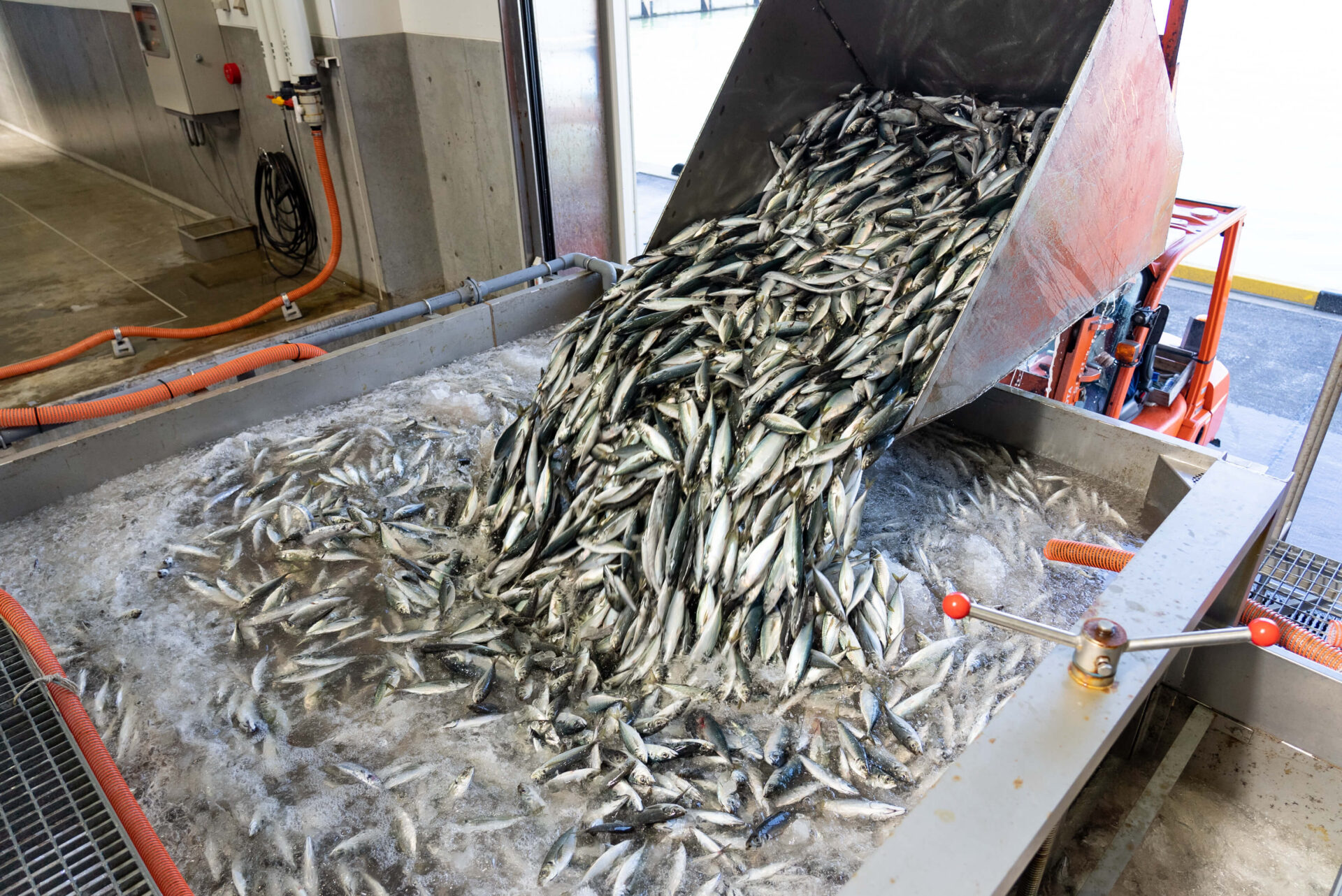 水揚げ量日本一のアジ