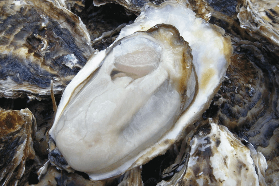 サロマ湖産むき牡蠣