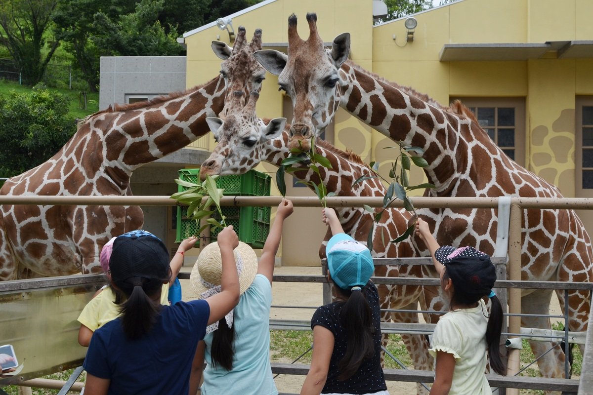 動物たちを間近に感じられる「かみね動物園」