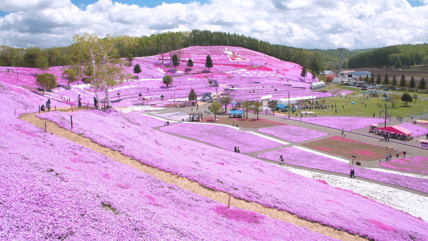 東藻琴芝桜公園
