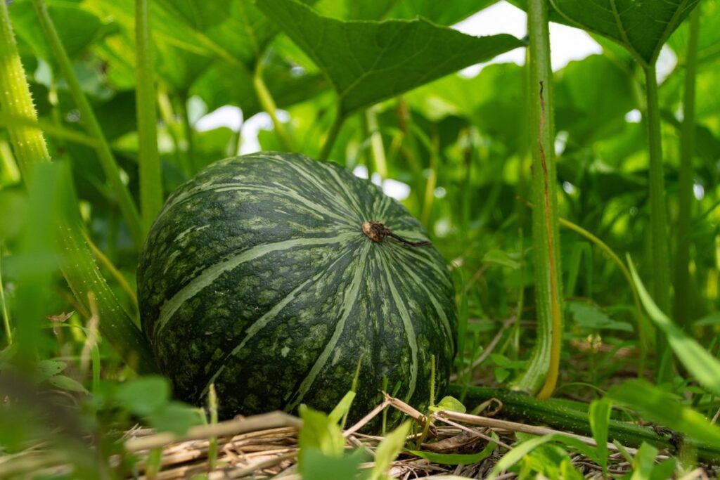 独特の甘みとホクホクとした食感の「茂宮かぼちゃ」