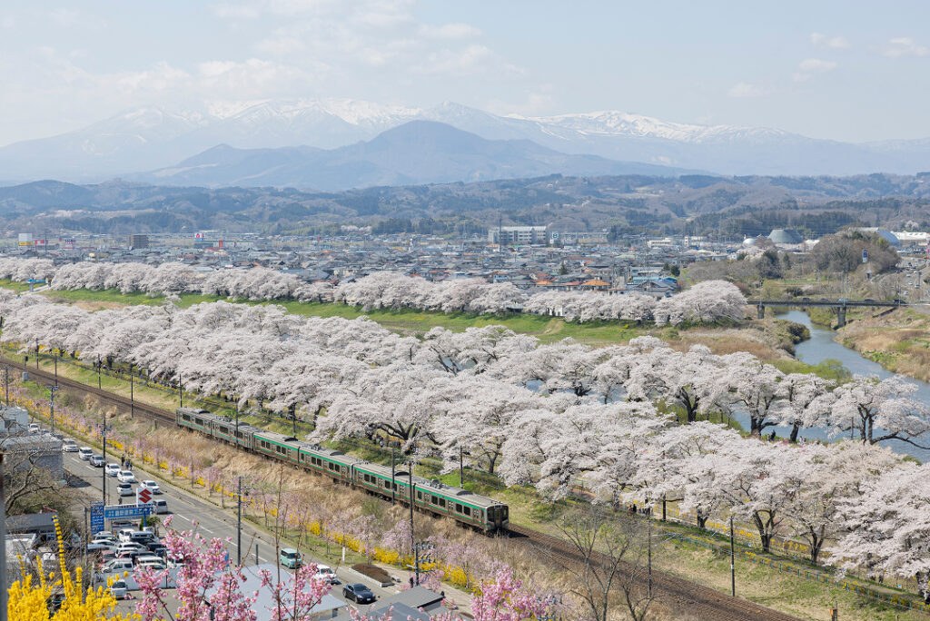 白石川の土手に3列に桜が連なる「3連桜」