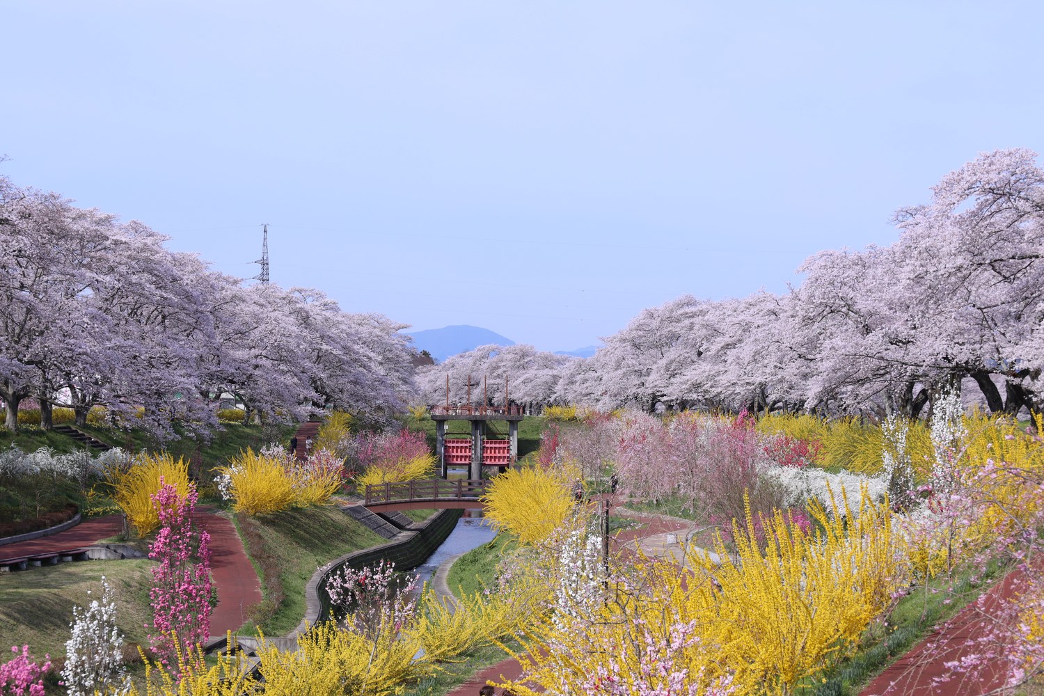春にはまるで桃源郷 色とりどりの花が咲く「白石川千桜公園」