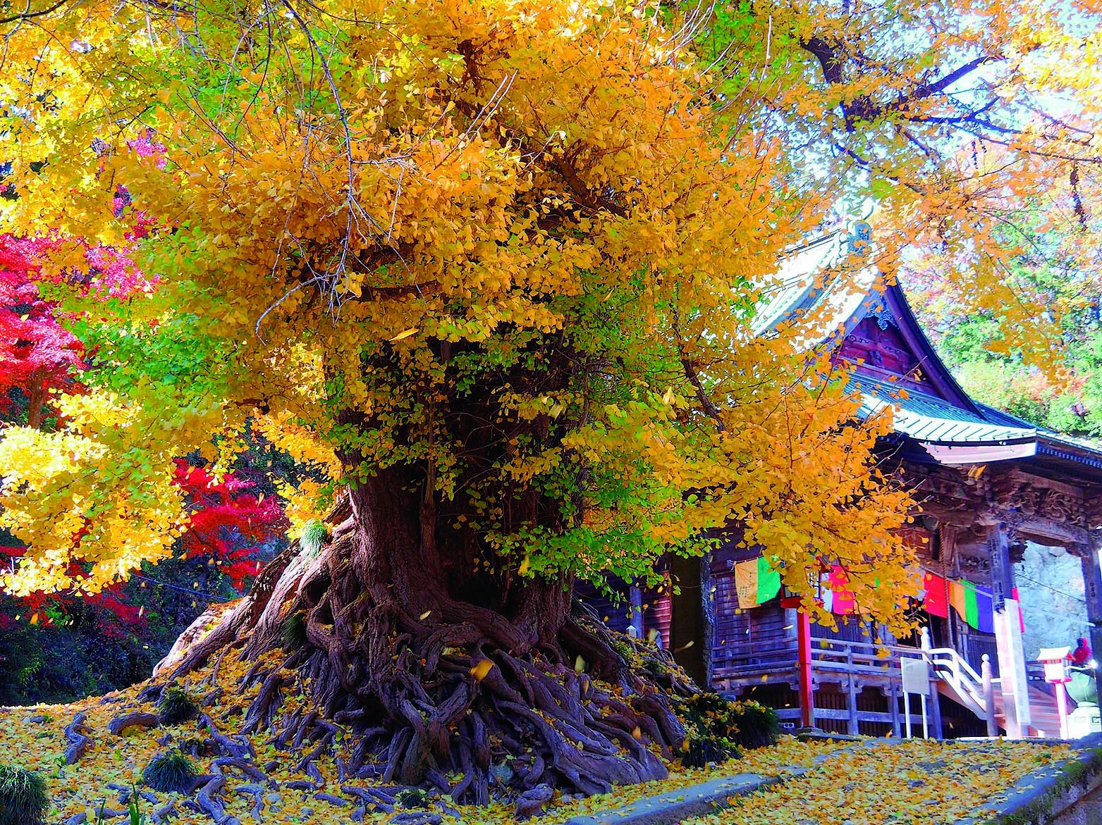「正法寺」の樹高30m以上、樹齢700年以上と推定される大銀杏（イチョウ）の木