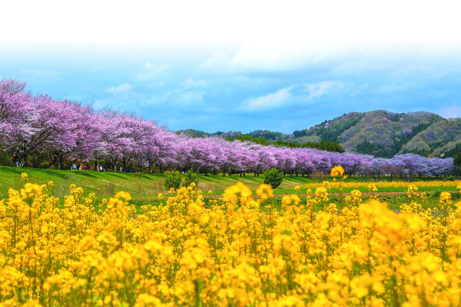 桜と菜の花のコラボレーション