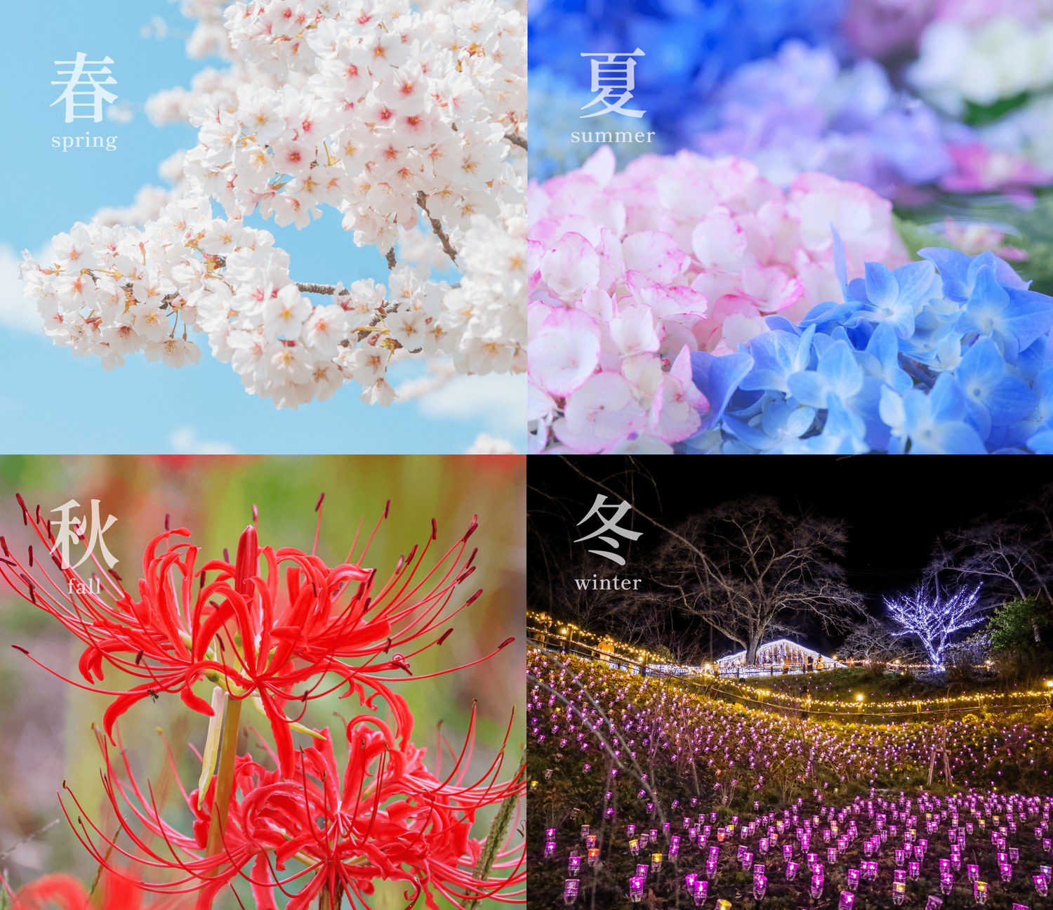 四季の花
