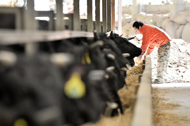 町民数よりも牛の頭数が多く、「佐賀牛」の一大産地